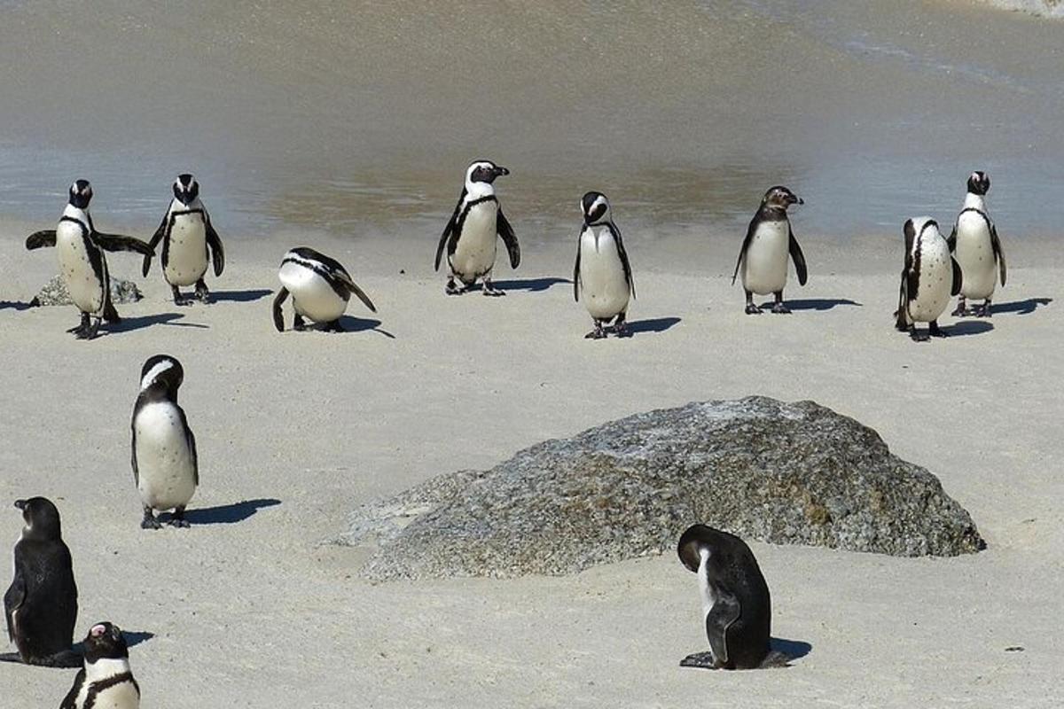 un gruppo di pinguini in piedi sulla spiaggia