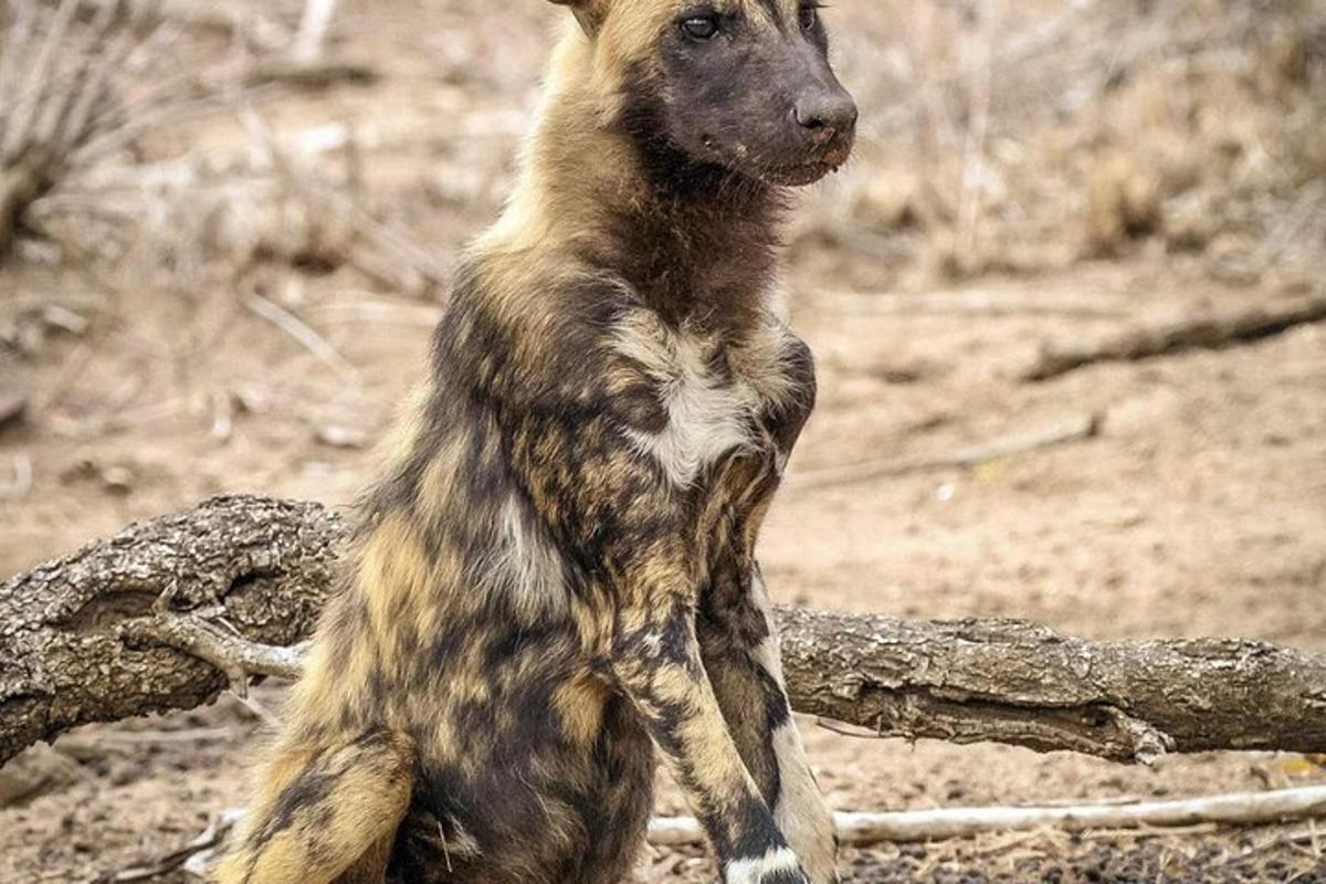 seekor anjing berdiri di atas kaki belakangnya di sebelah dahan