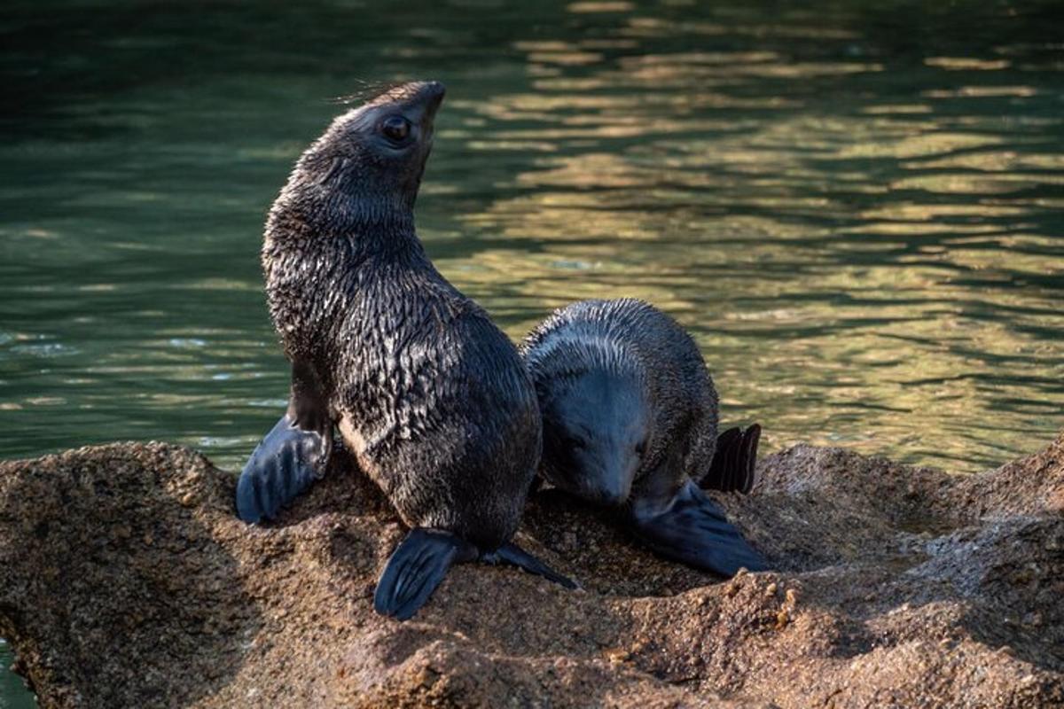 two penguins sitting on a rock near the water