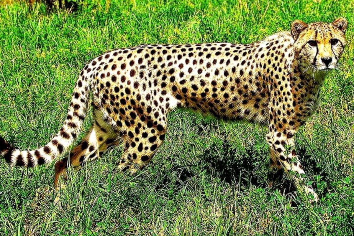 gepard, ki hodi po travnatem polju