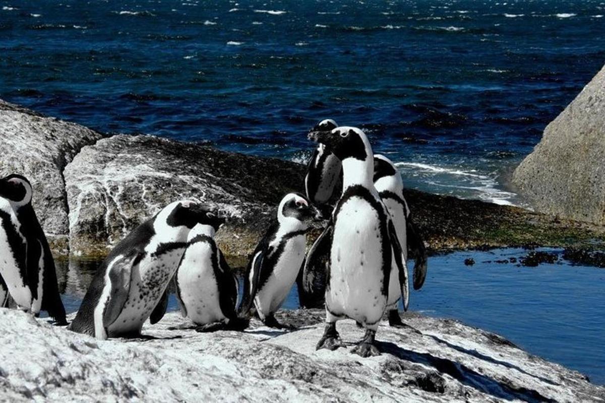 un gruppo di pinguini in piedi sulle rocce vicino all'acqua