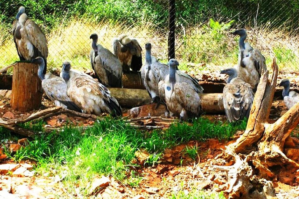 sekelompok burung berdiri di samping pagar