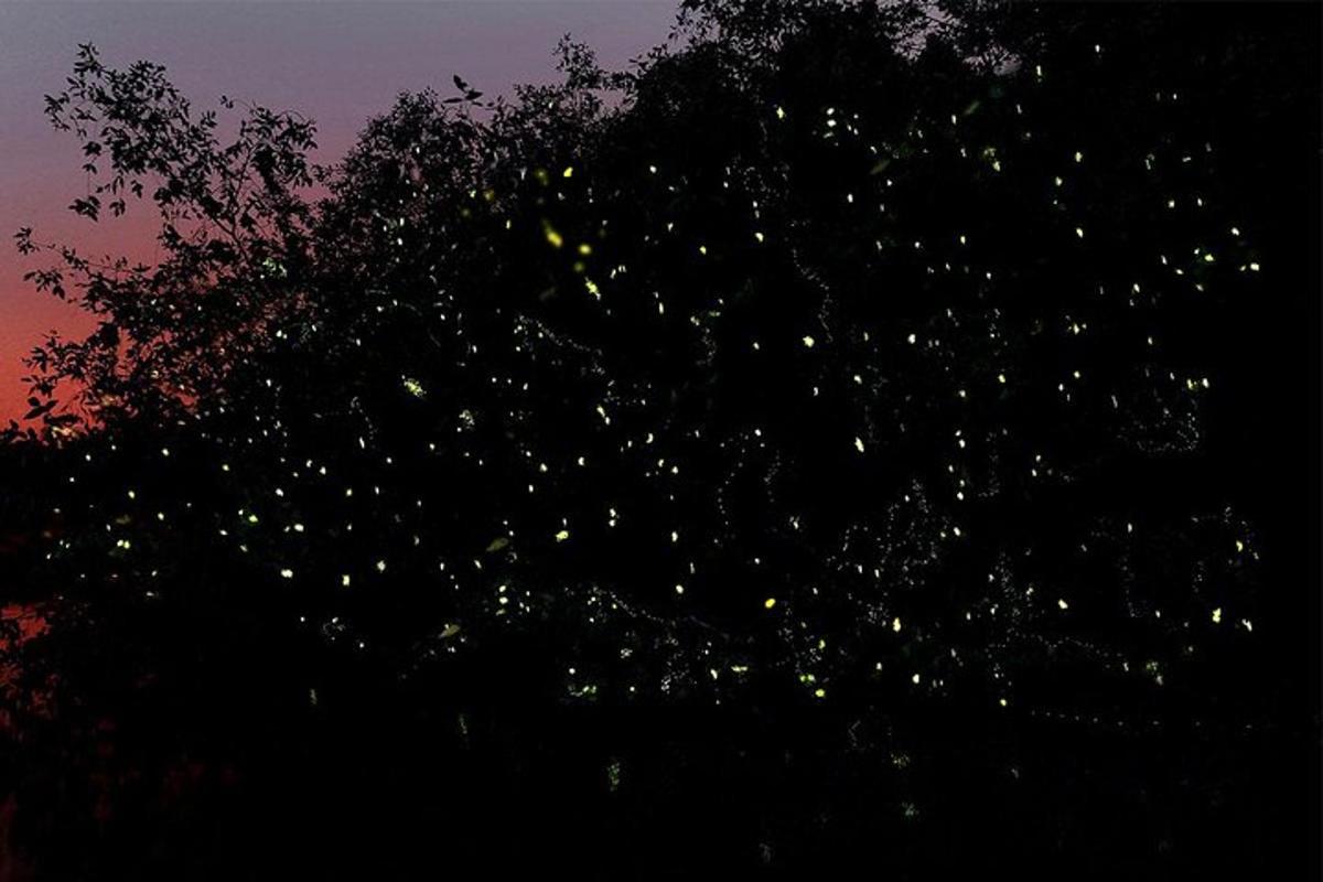 a silhouette of a tree at night