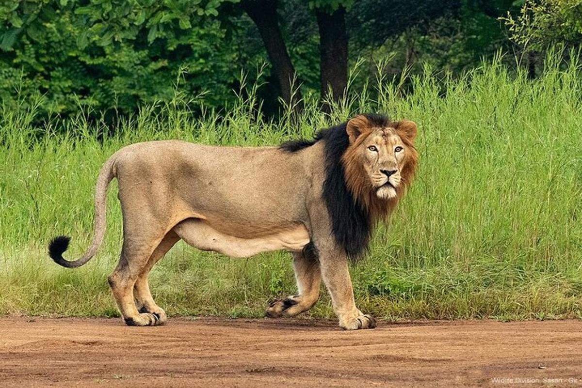 a lion standing on the side of a dirt road