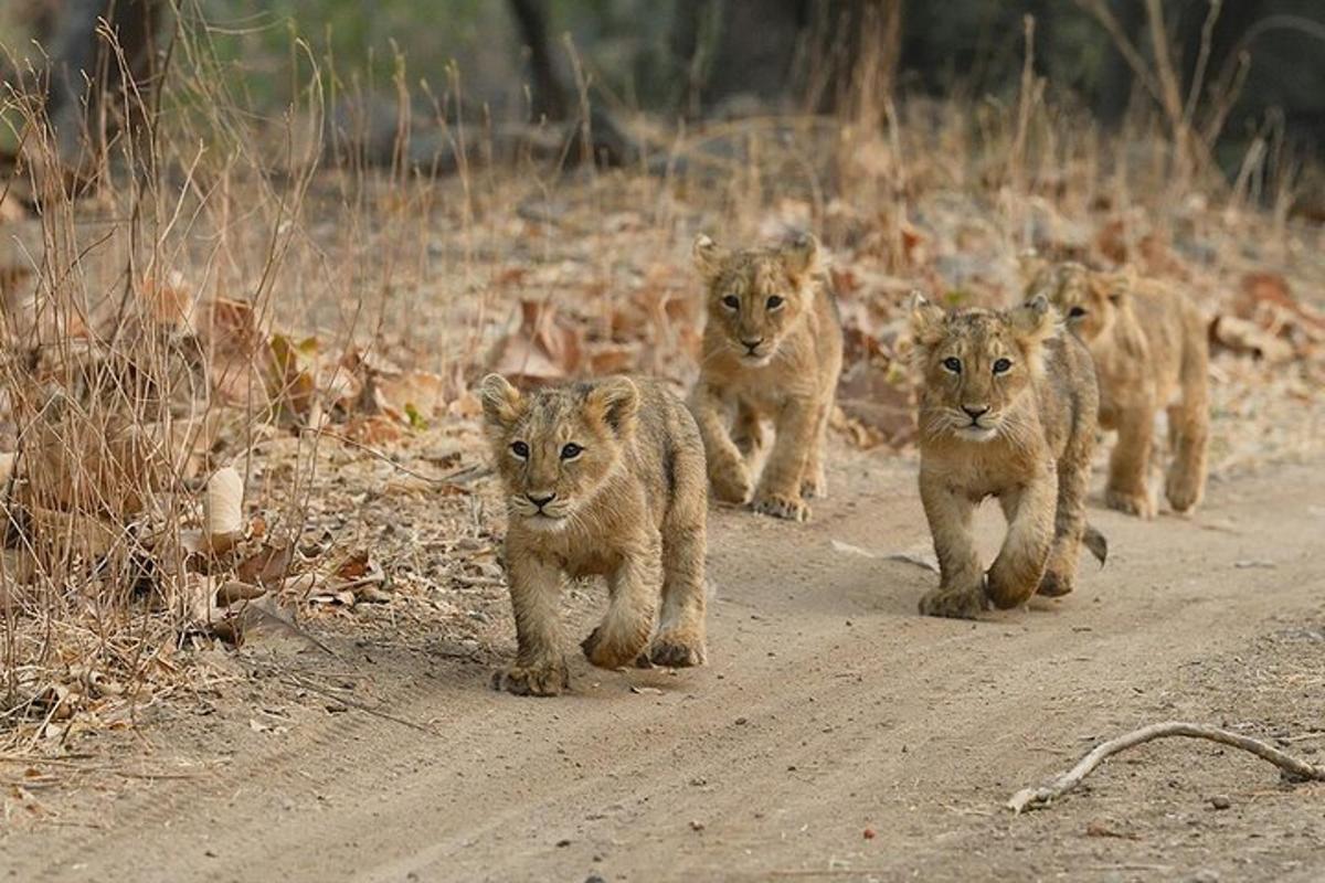 a group of lions walking down a dirt road