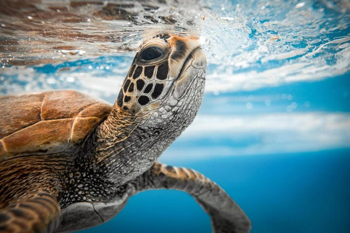 a green sea turtle swimming in the water