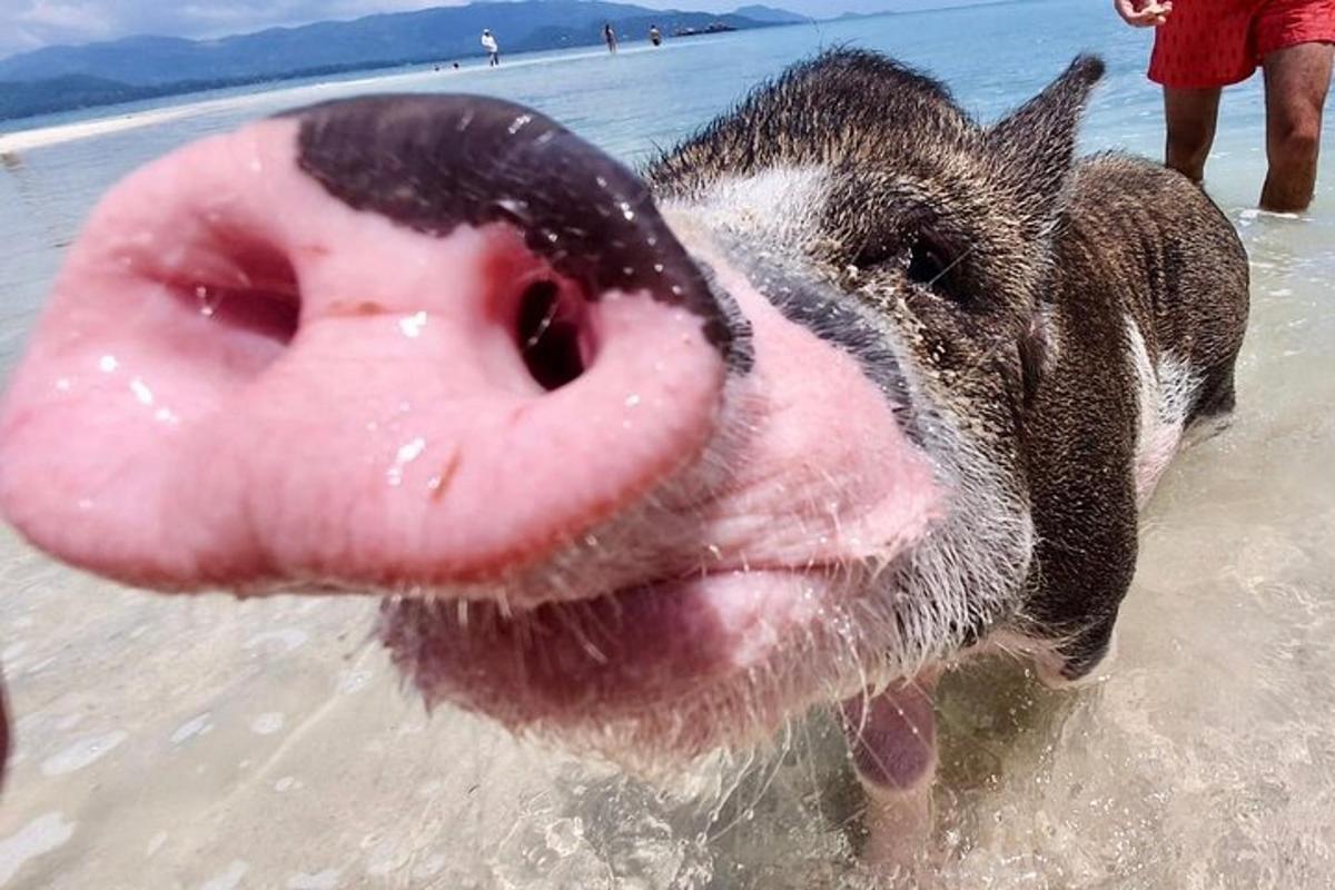a pig sticking its tongue out in the water on the beach