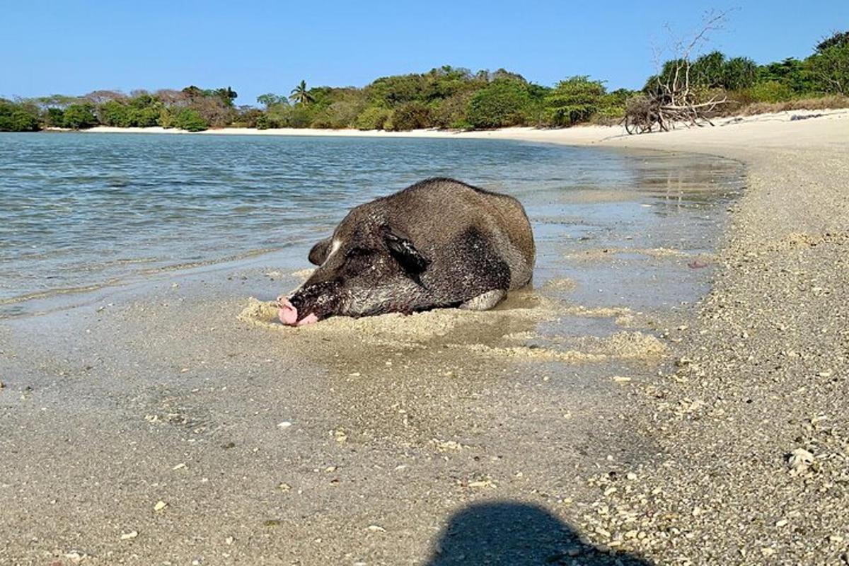 a animal laying on a beach in the water