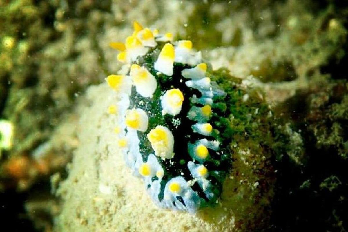 ulat dengan sfera kuning dan putih di atas batu