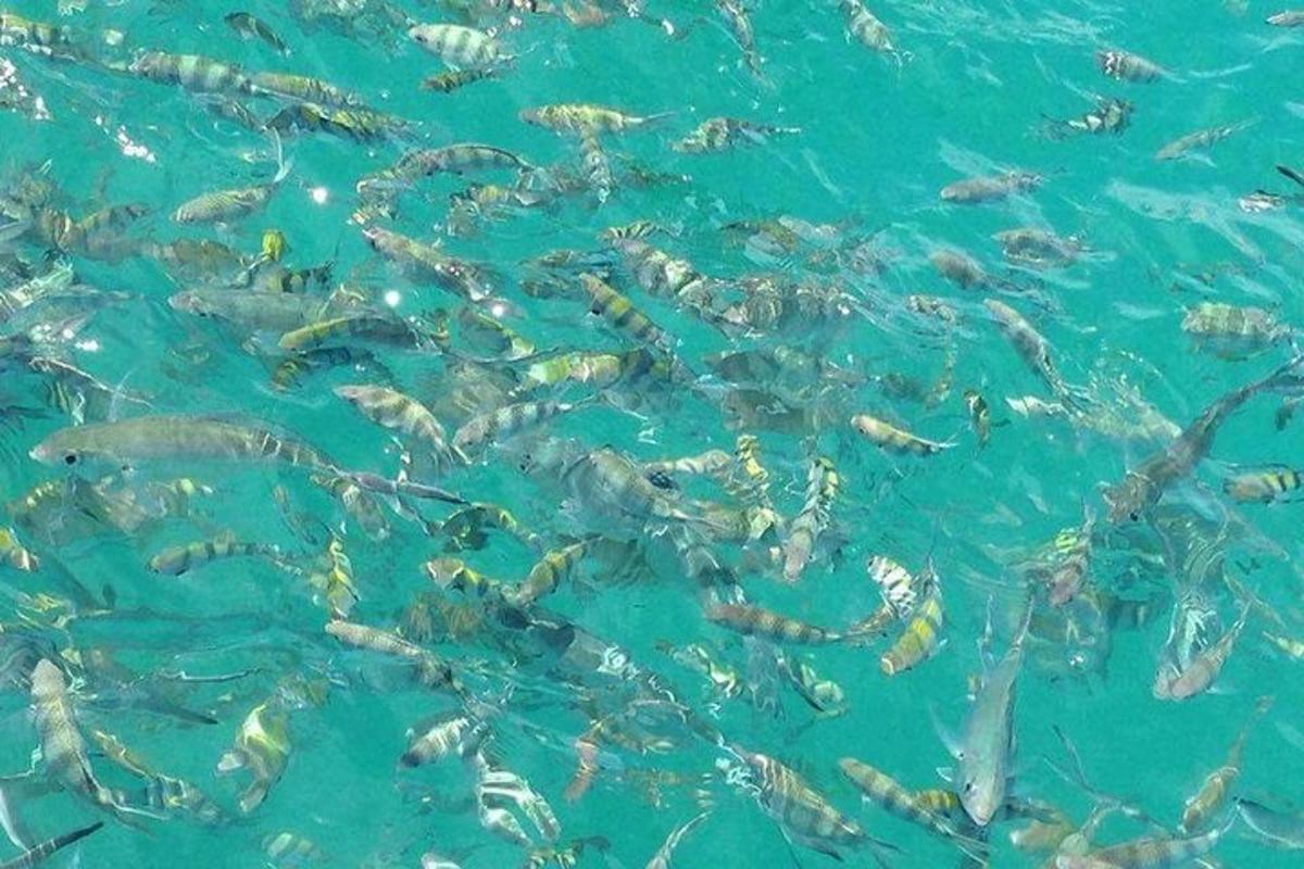 a flock of fish swimming in the water