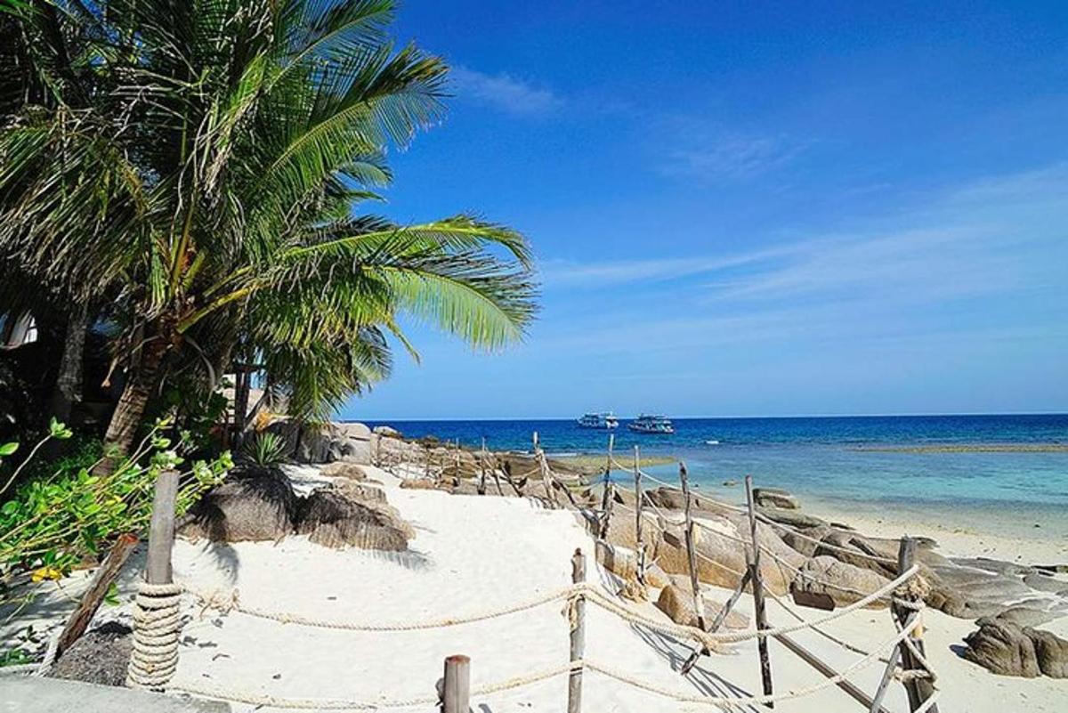 una spiaggia sabbiosa con una palma e l'oceano