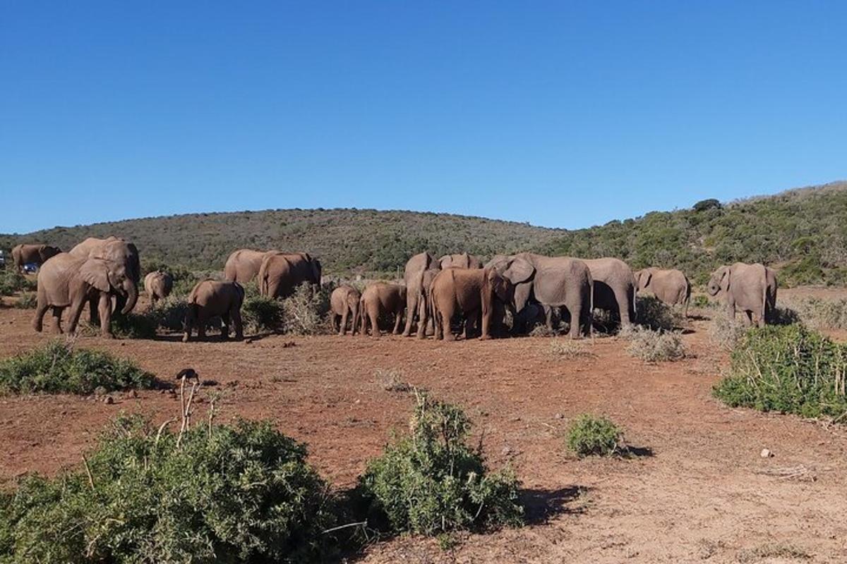 a herd of elephants standing in a field