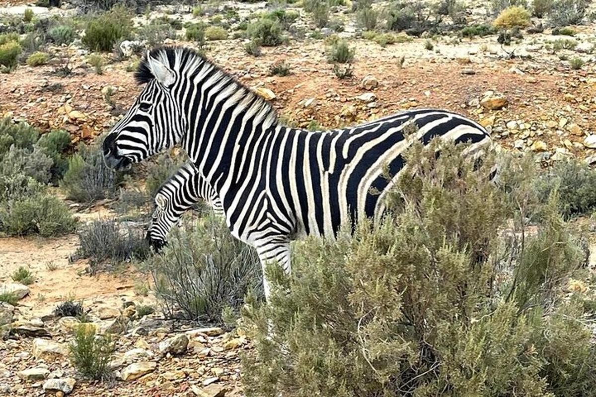 zebra stoji usred polja