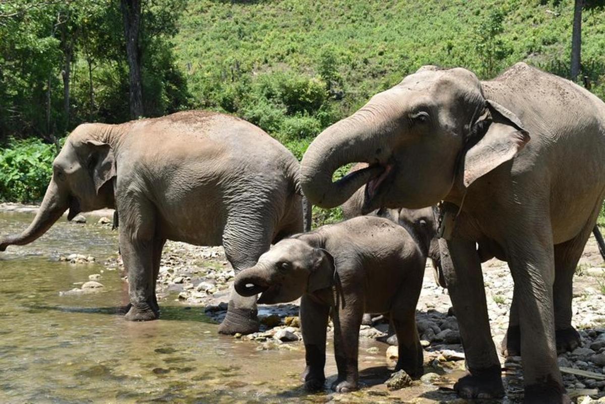 a group of elephants standing in the water