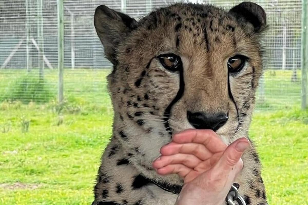o persoană hrănește un ghepard cu mâna