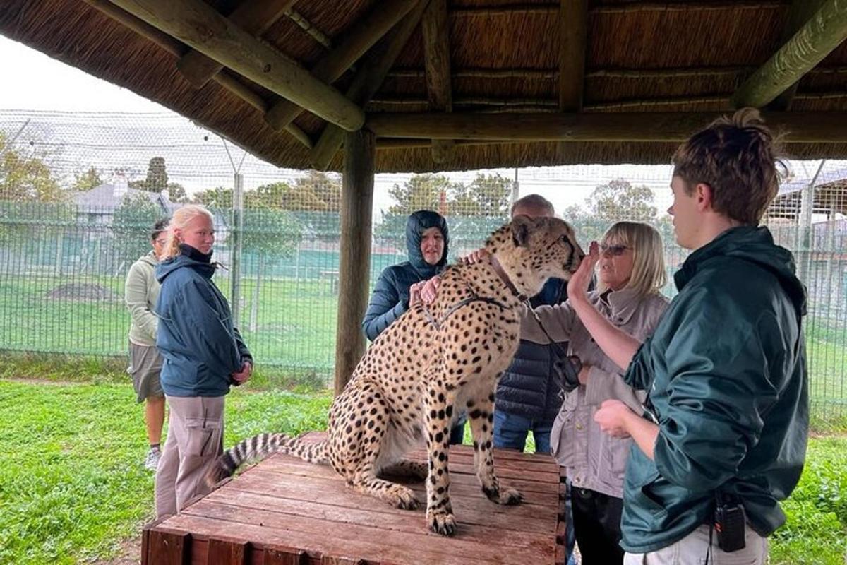 un grup de oameni care țin un ghepard pe o masă