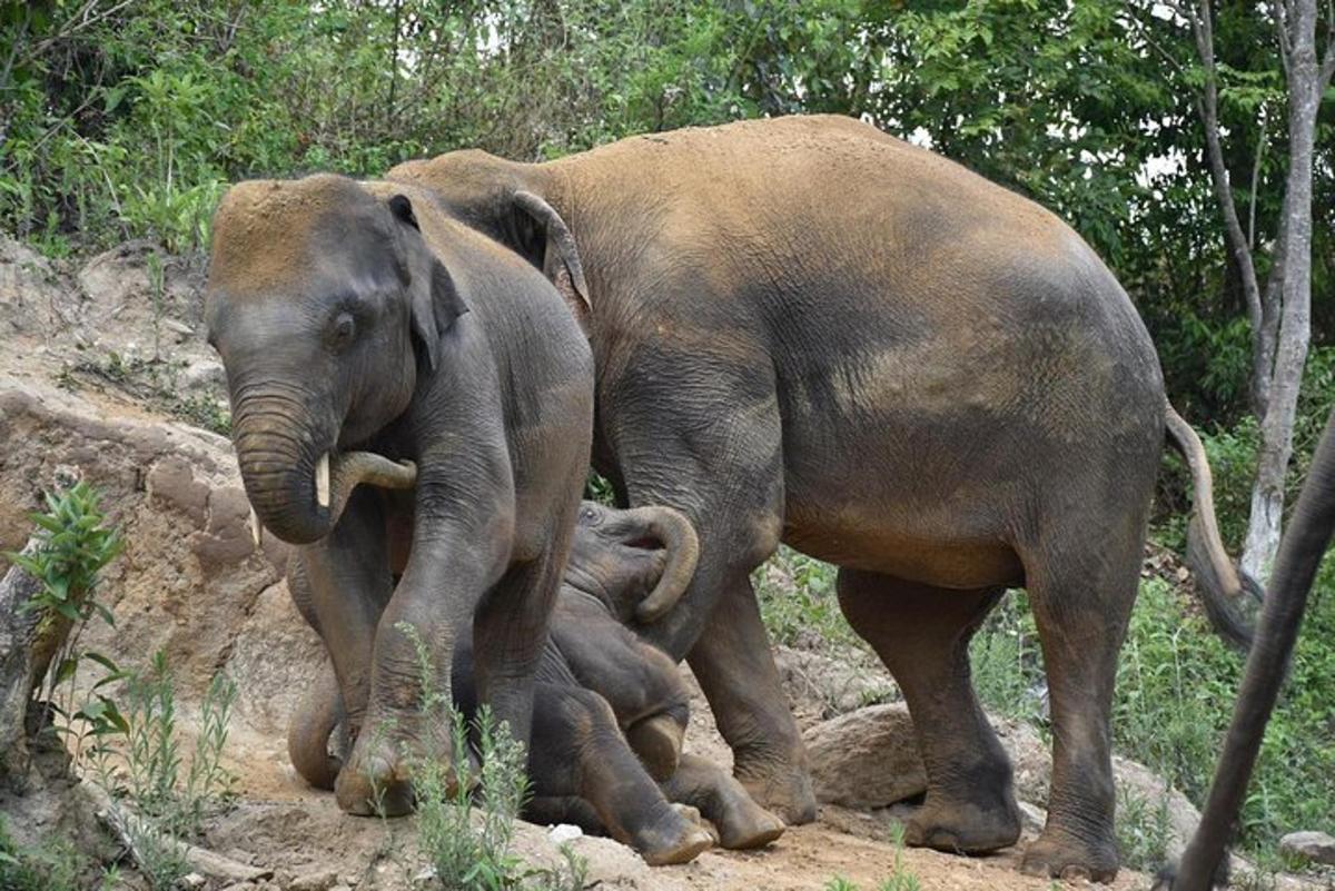 a mother elephant standing next to a baby elephant