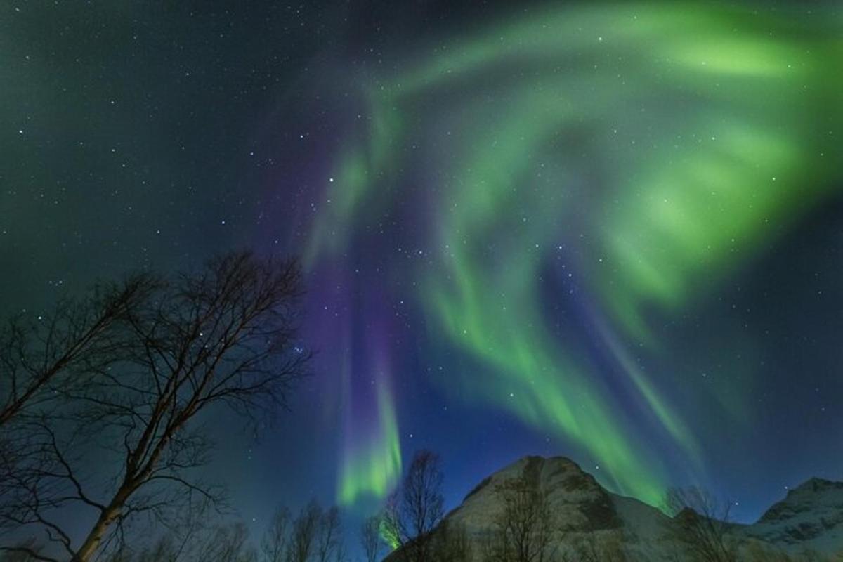 una aurora al cel amb arbres en primer pla