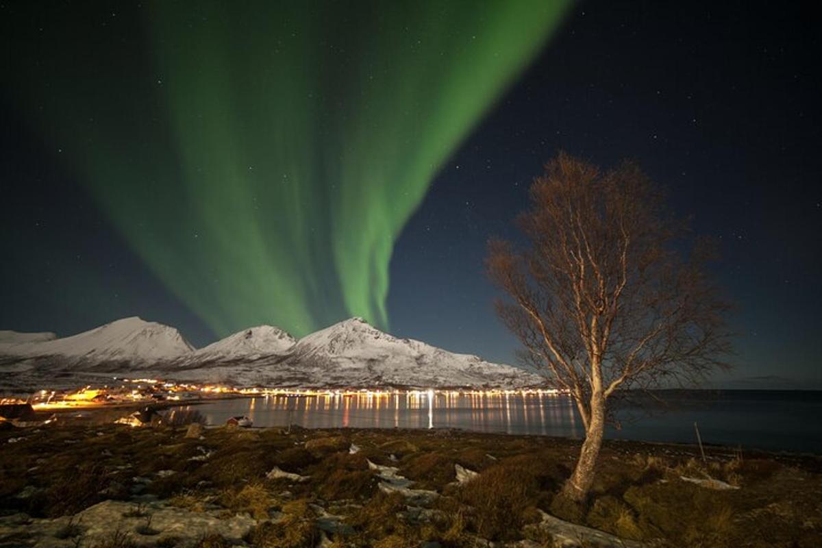 una imatge de l'aurora boreal al cel amb un arbre