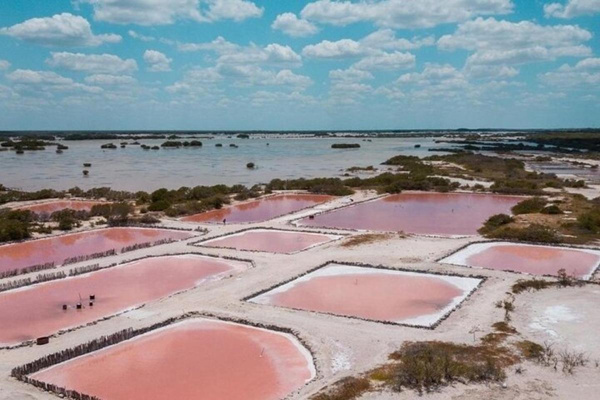 un gruppo di pozze rosa nell'acqua