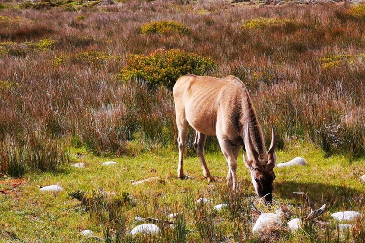 un antílope pastando en un campo de hierba