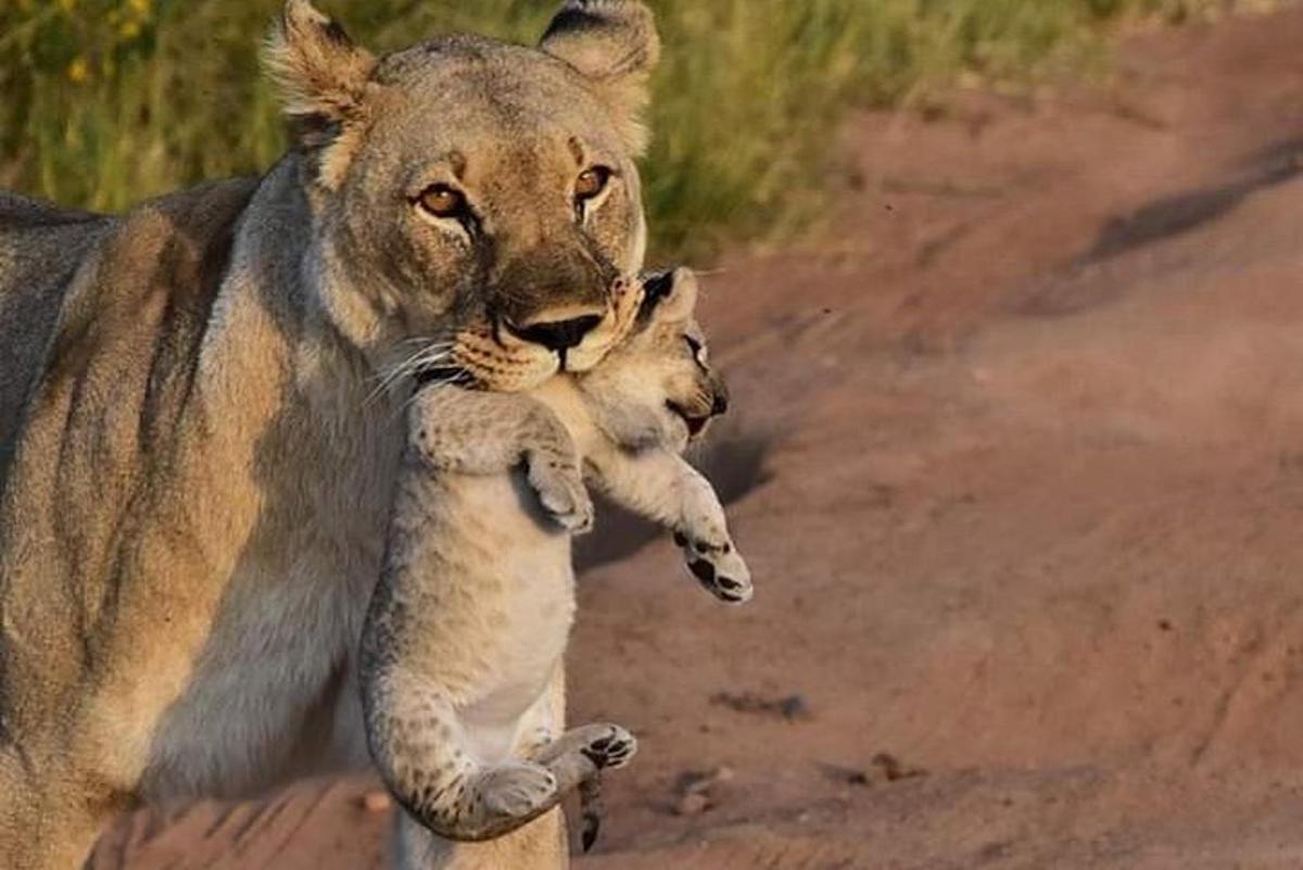 a couple of lions standing on a dirt road
