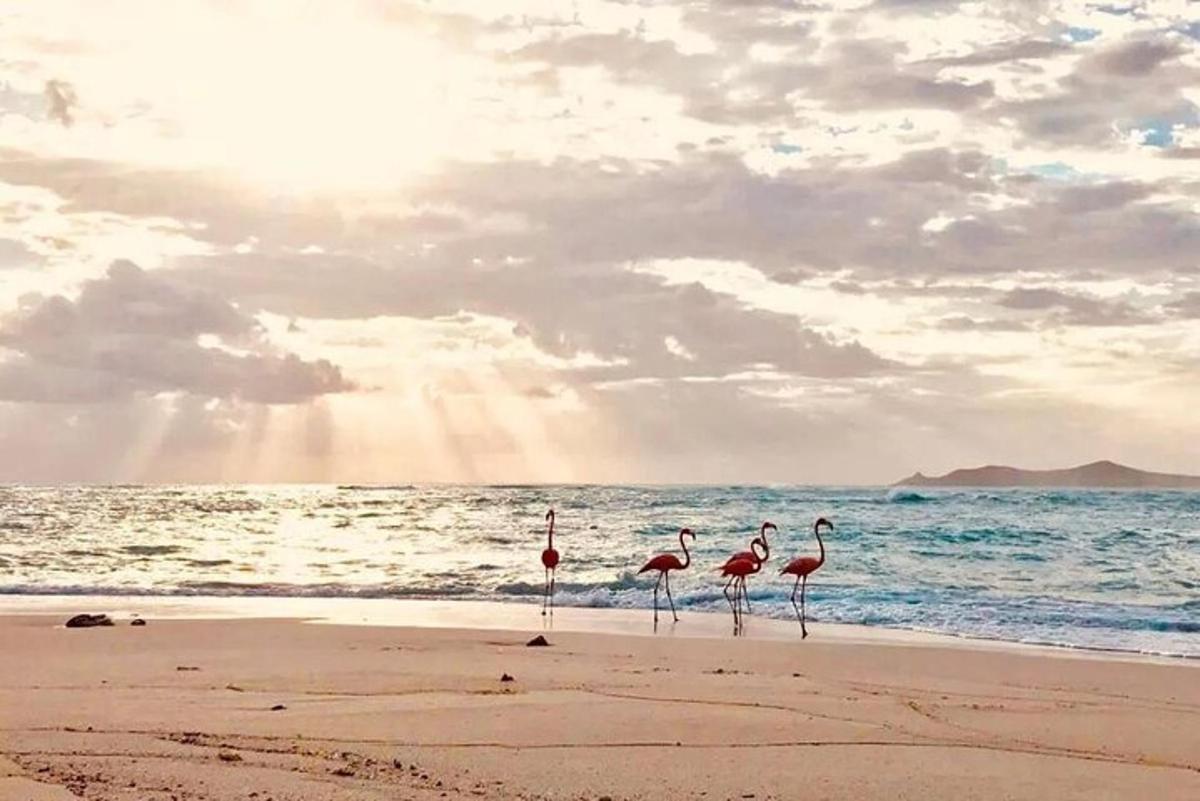 grupp flamingosid rannas jalutamas