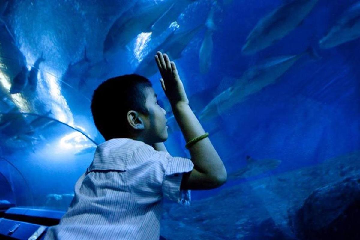 a man is looking at a fish in an aquarium