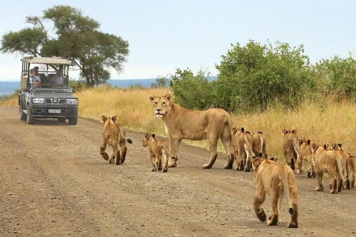 a herd of lions walking down a dirt road