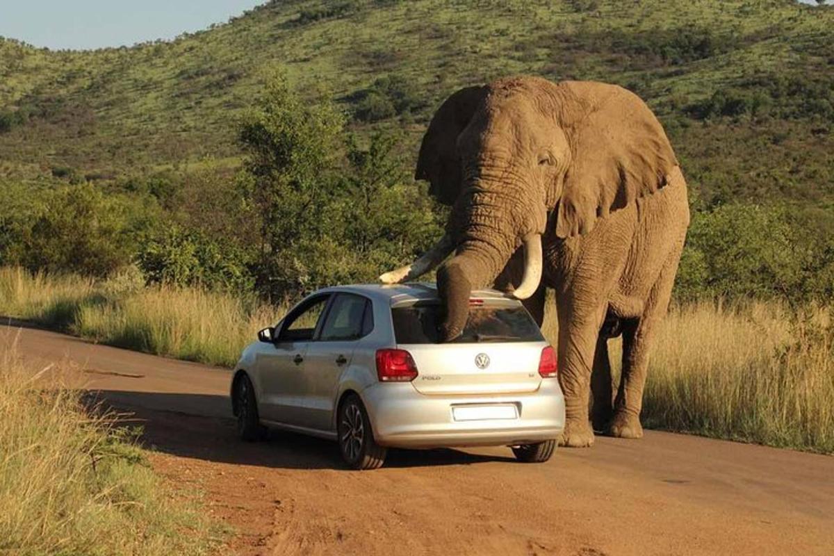an elephant standing next to a car on a dirt road