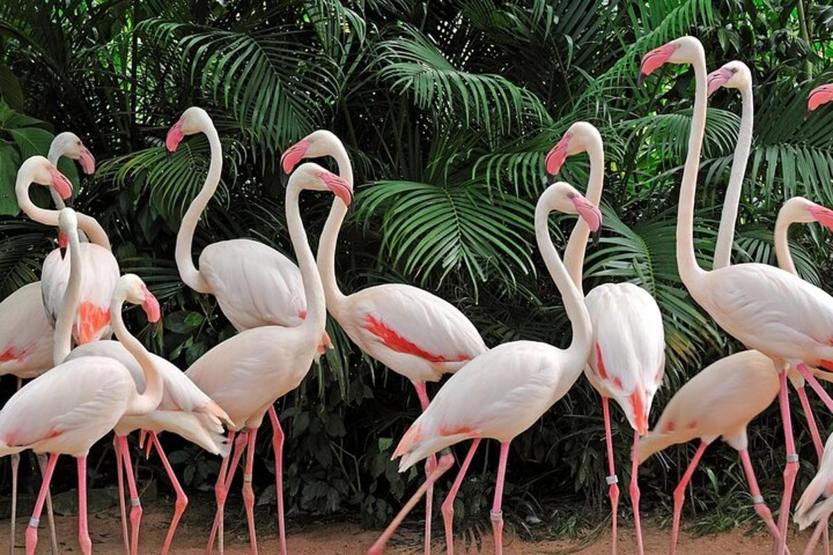 un gruppo di fenicotteri rosa che camminano in fila