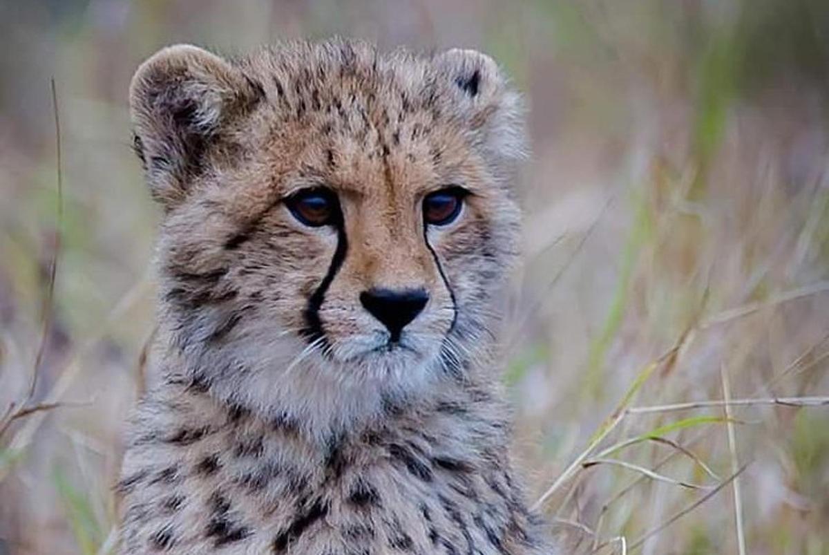 un primer pla d'un guepard nadó