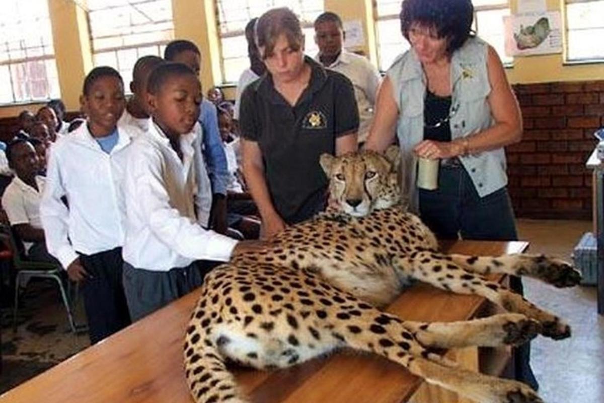 sekelompok orang berdiri di sekitar cheetah di atas meja