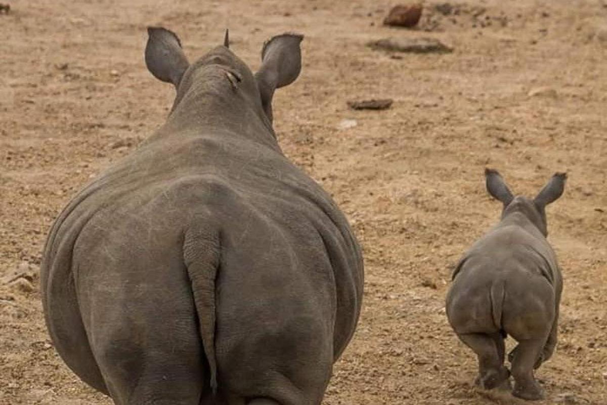 a couple of elephants walking in the dirt