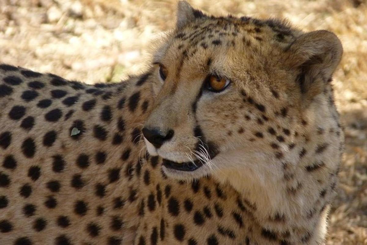 close up seekor cheetah berdiri di rerumputan