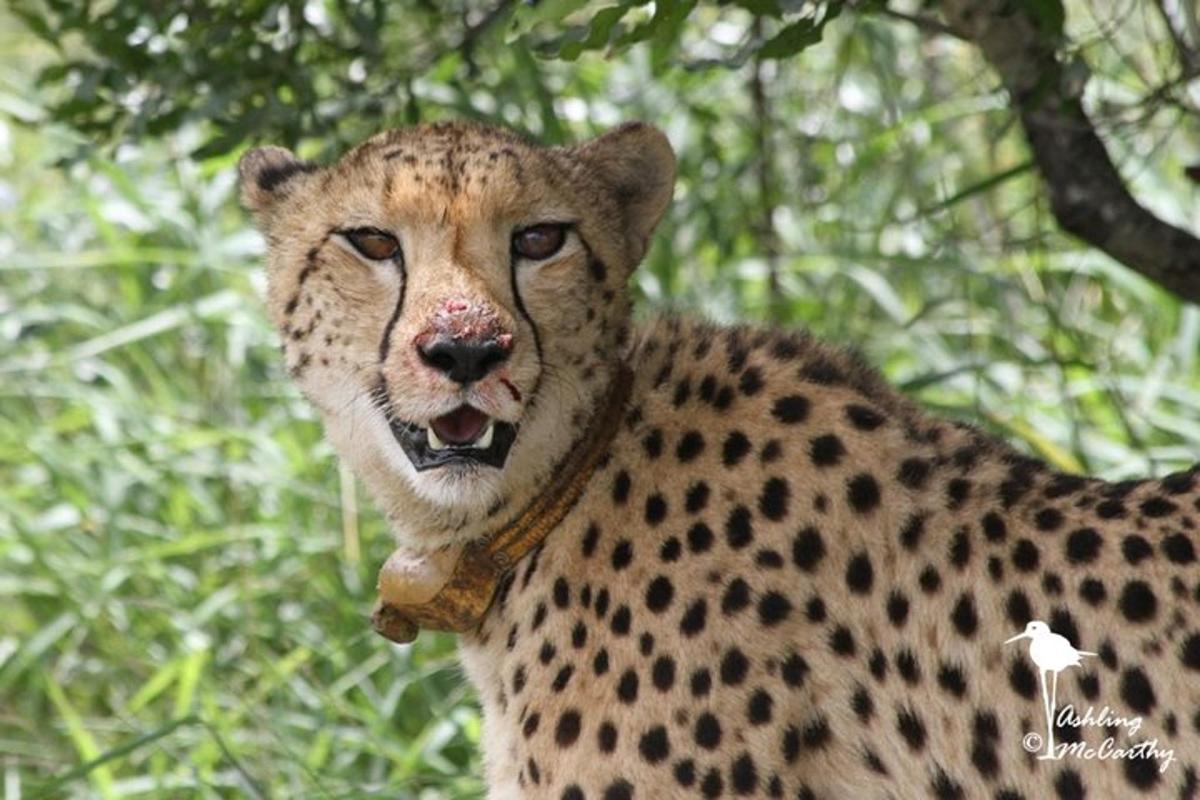 un primer pla d'un guepard amb la boca oberta