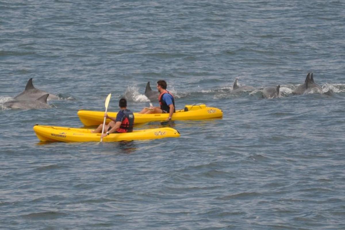 duas pessoas em botes amarelos na água com golfinhos