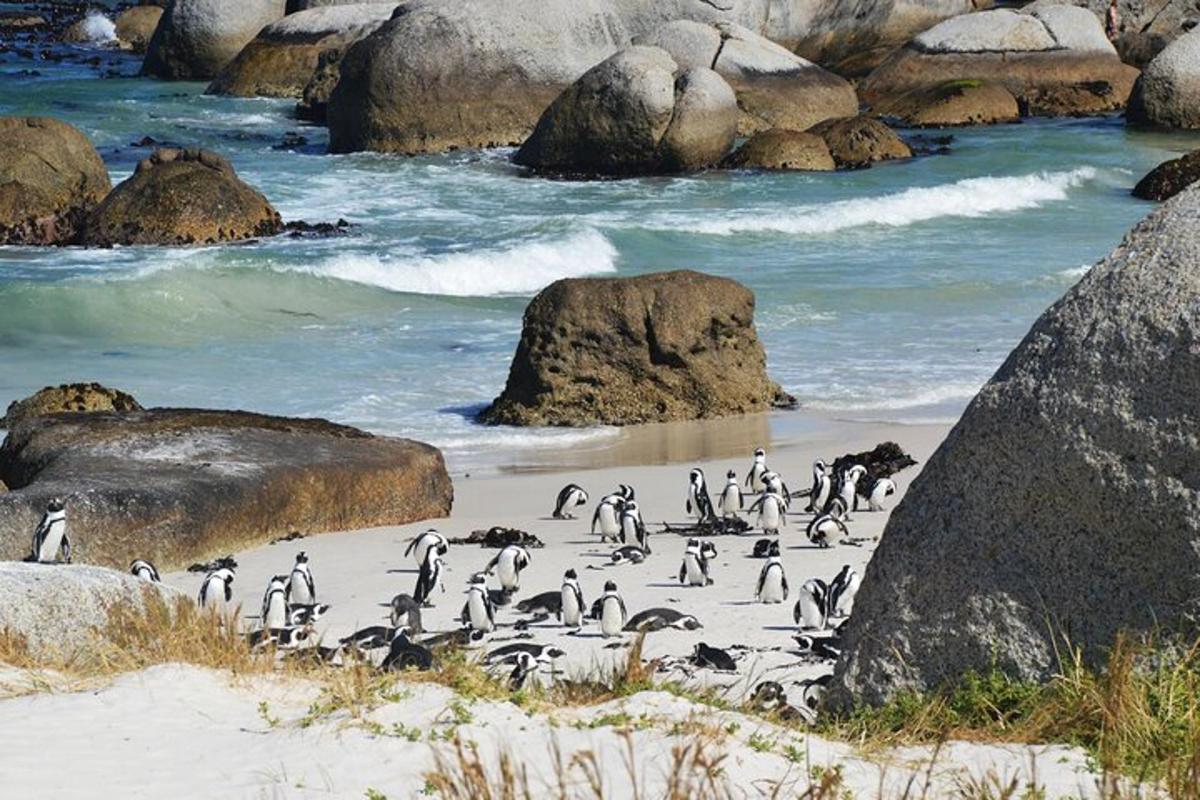 um bando de pinguins em pé na praia