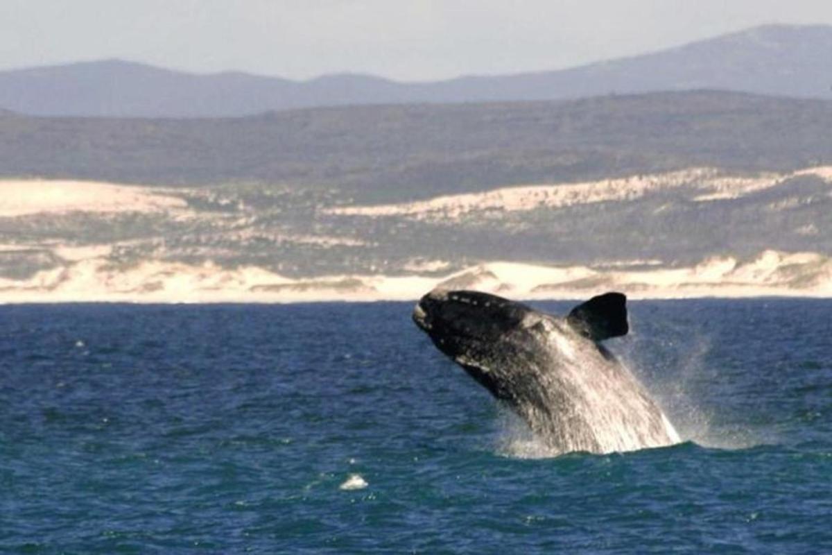 un delfino in acqua con la testa nell'acqua