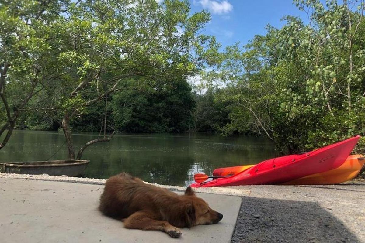 seekor anjing berbaring di atas tanah di sebelah kayak