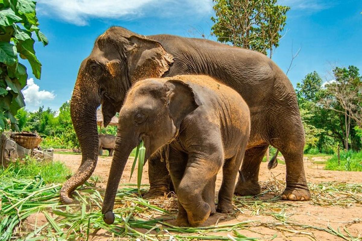 gajah dewasa berdiri di sebelah anak gajah