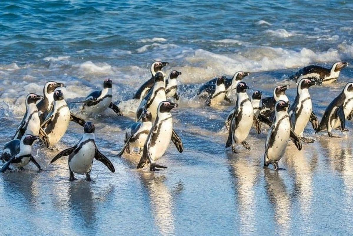 un gran grup de pingüins caminant per la platja