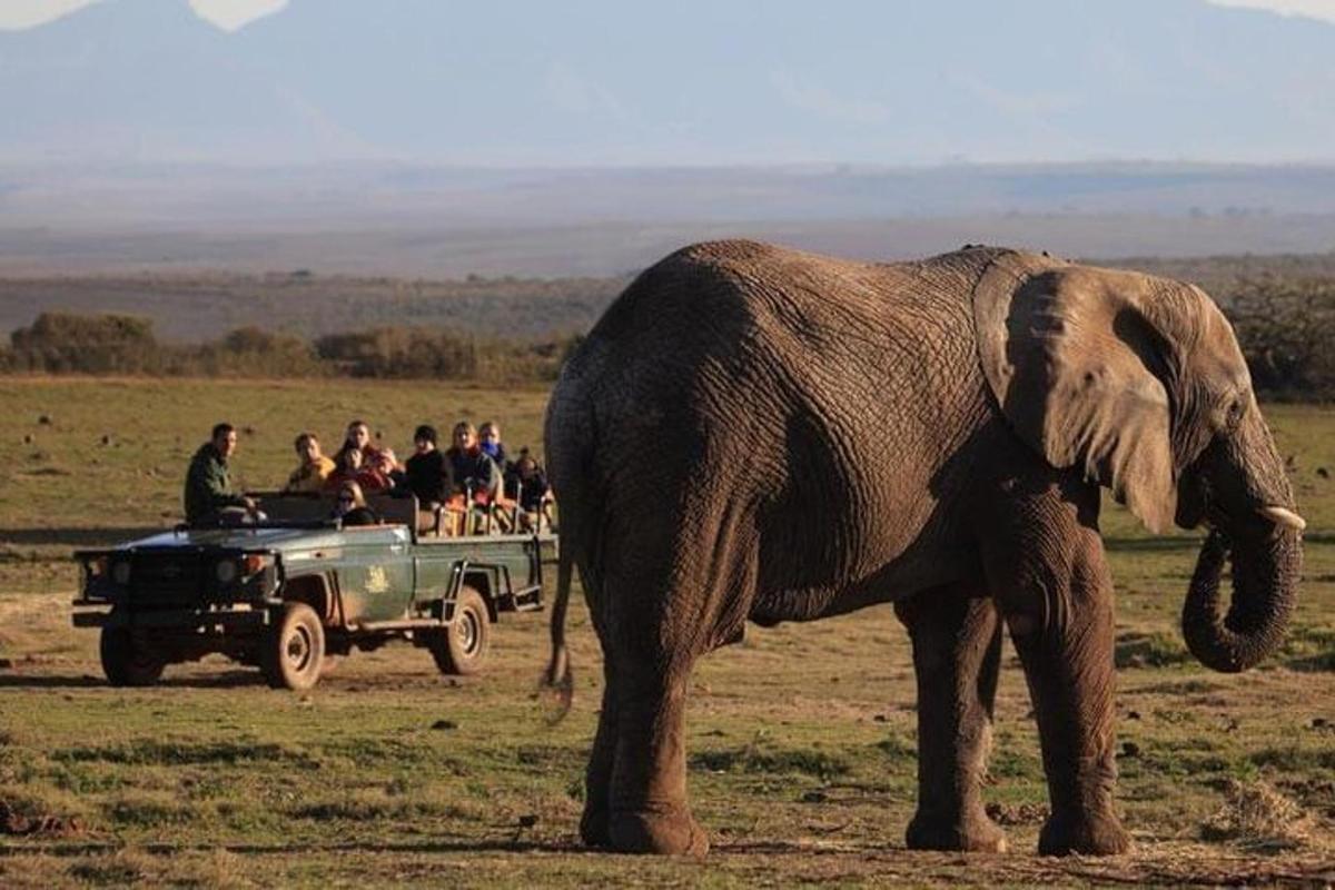 un elefante in piedi davanti a un camion con delle persone