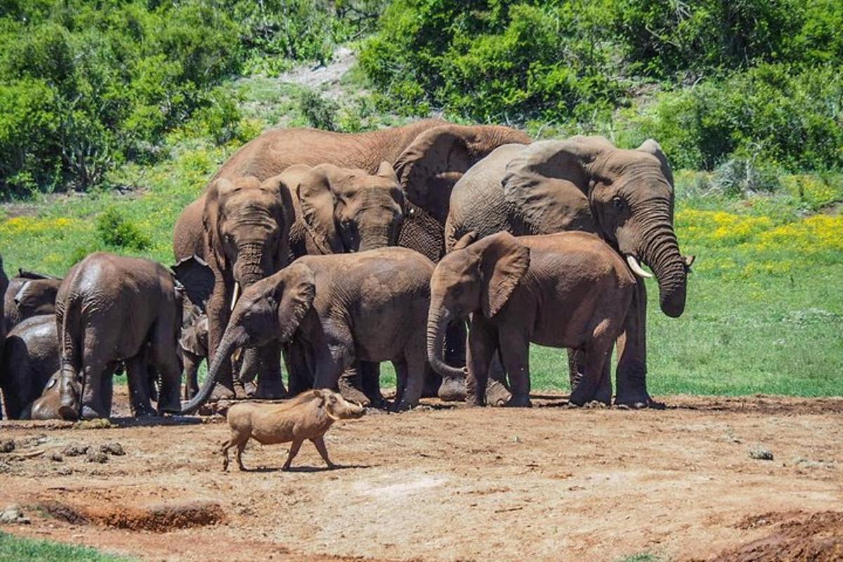 kawanan gajah berdiri di ladang