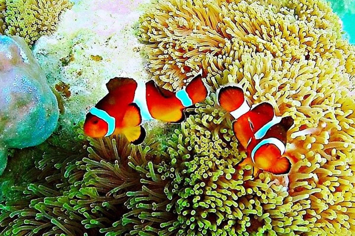 a group of clown fish on a coral reef