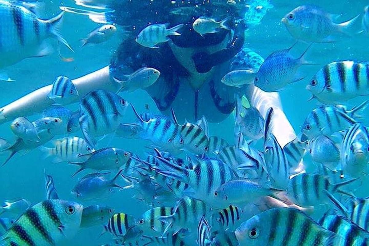a group of fish swimming in the ocean