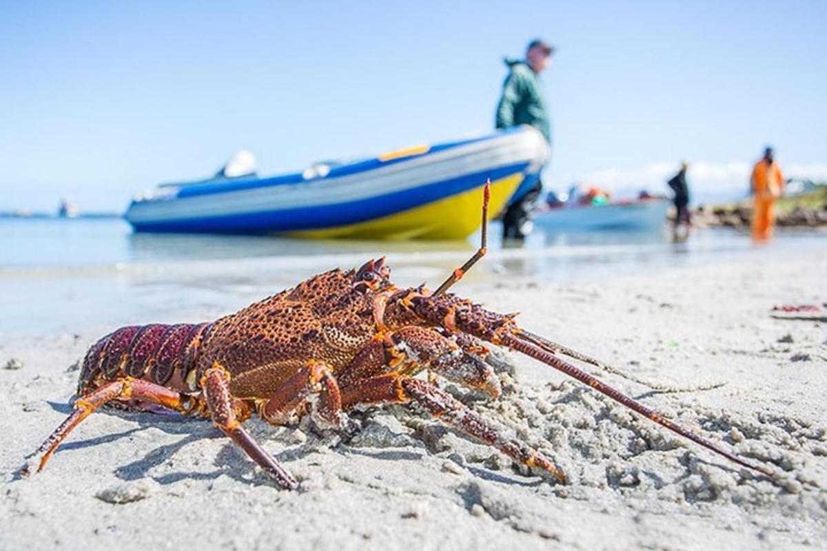 udang galah besar di pantai dengan bot