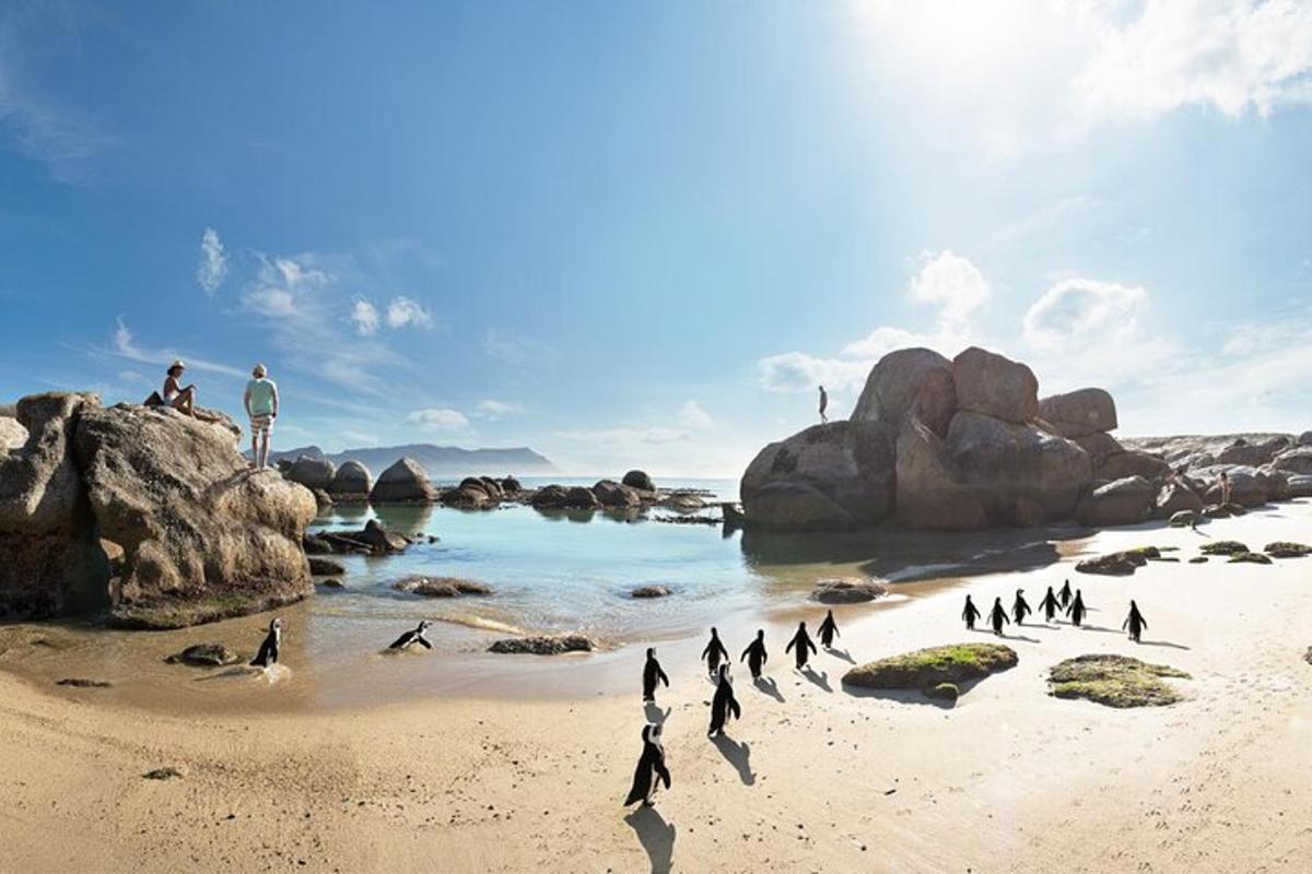 un grupo de pingüinos caminando por una playa