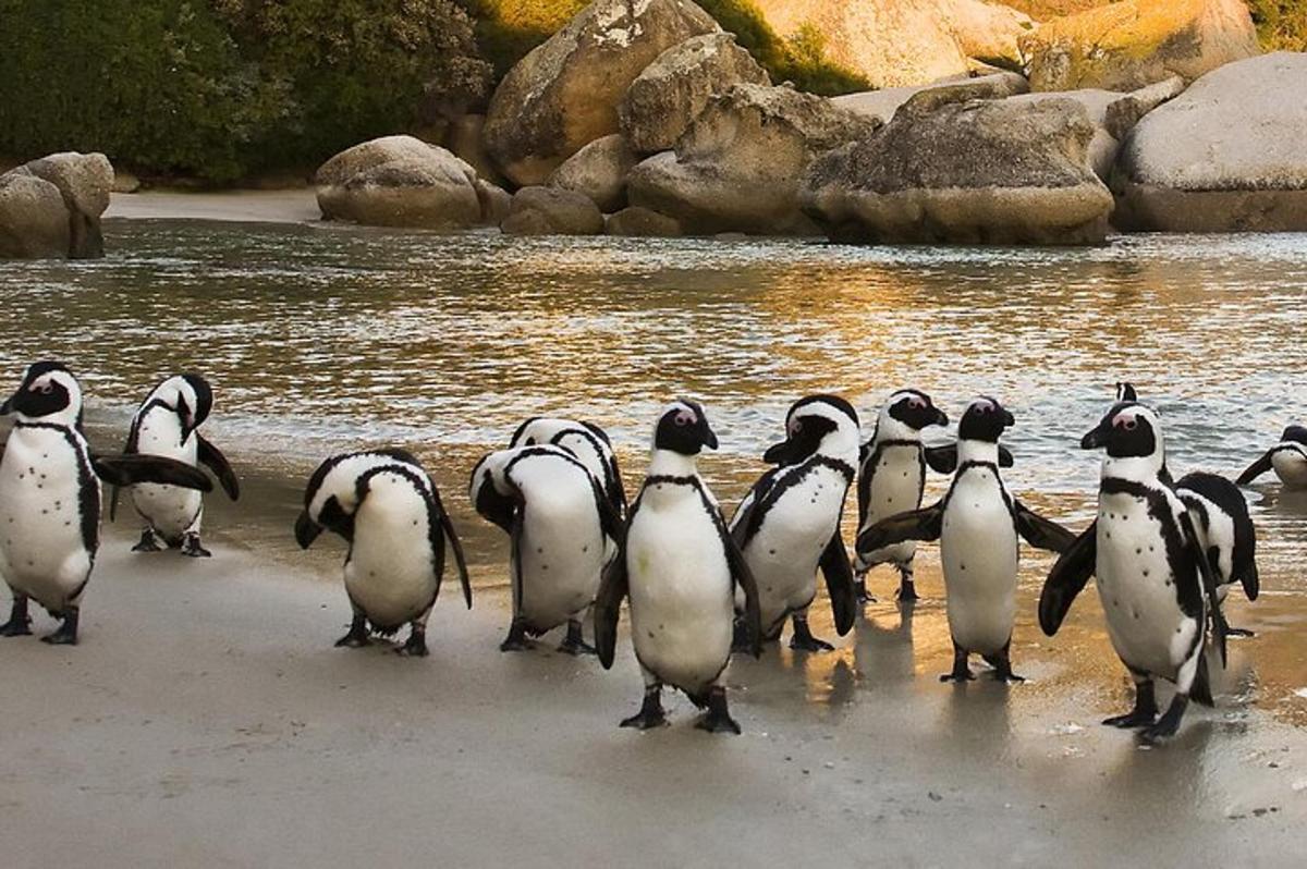 sekumpulan penguin berjalan di pantai