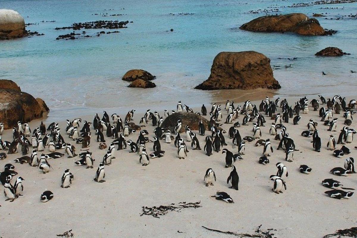 sekumpulan penguin berdiri di pantai